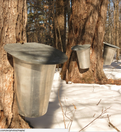 Maple syrup is not a climate-proof food.